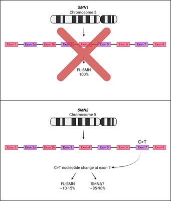 Autophagy in spinal muscular atrophy: from pathogenic mechanisms to therapeutic approaches